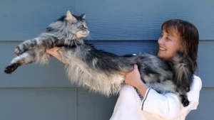 o maior gato do mundo