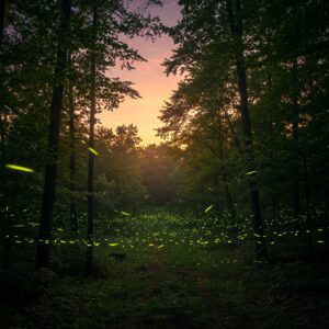 Vaga-lumes